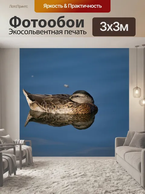 Фотообои Самка кряквы отдыхает