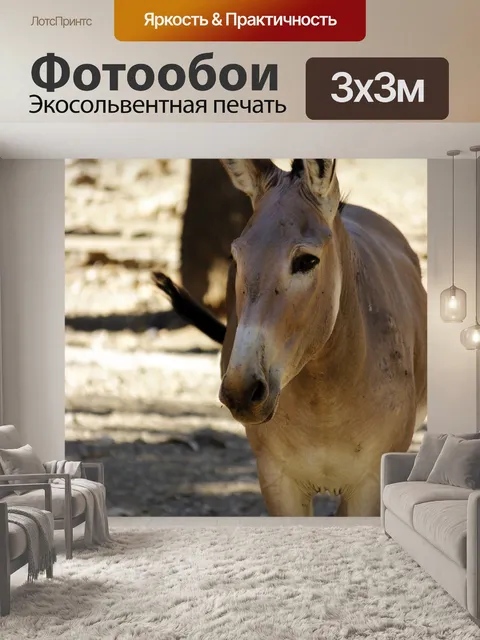 Фотообои Осел