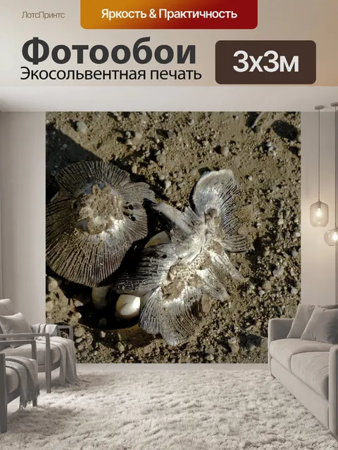 Фотообои Грибы на грязи