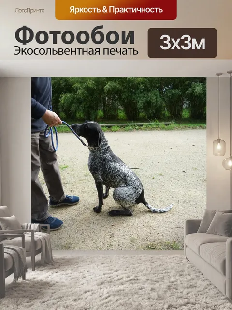 Фотообои Охотничья собака, немецкая указка