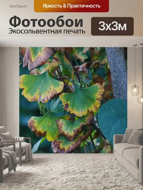 Фотообои листья гинкго билоба желтеют