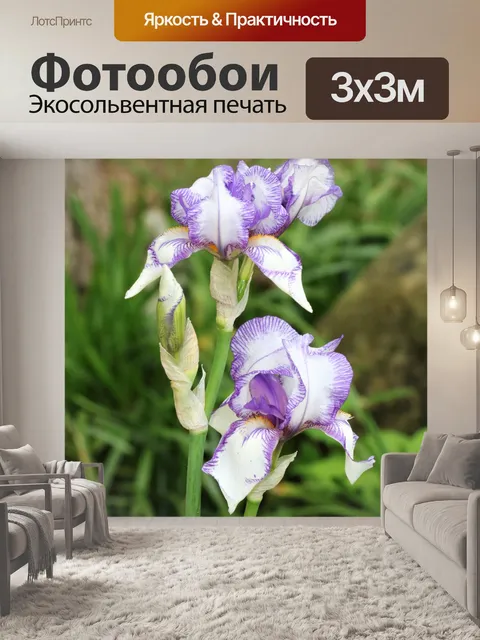Фотообои Два белых ириса с фиолетовыми полосками