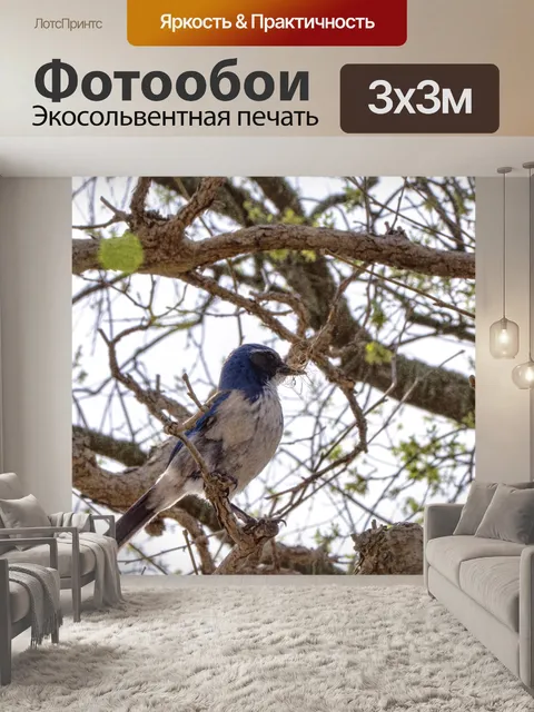 Фотообои Голубая сойка