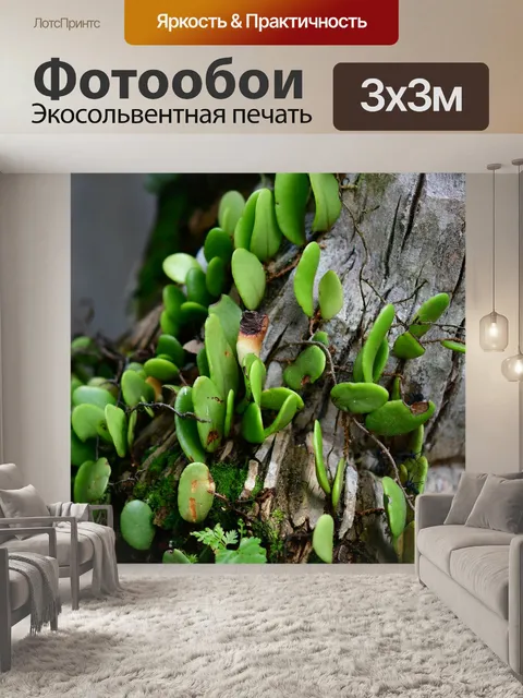 Фотообои Эпифит