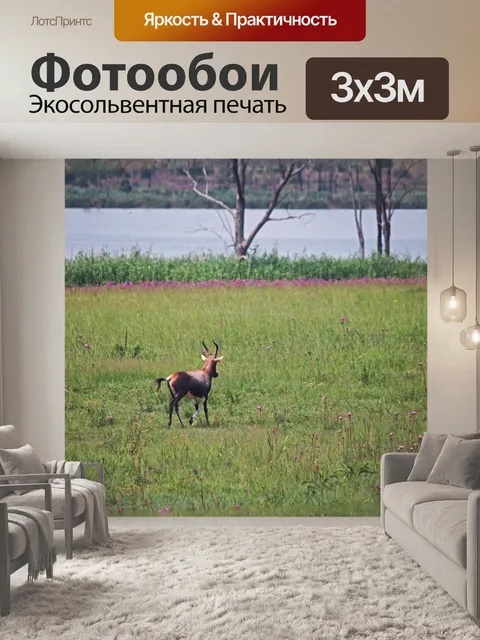 Фотообои красный hartebeest на зеленой траве рядо