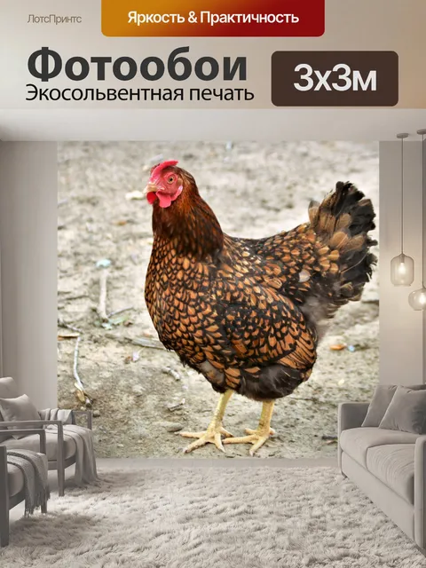 Фотообои Курица Золотая Вайандотта 2