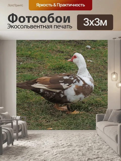 Фотообои Мускусная утка