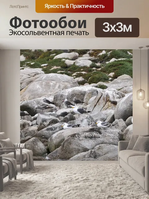 Фотообои Чайки на скалах