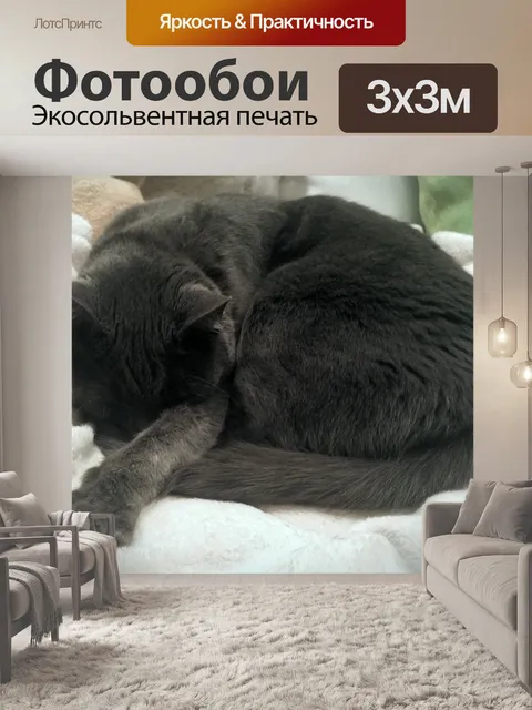 Фотообои Свернувшись калачиком Кот
