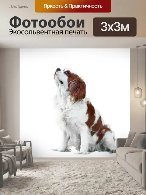 Фотообои Кавалер