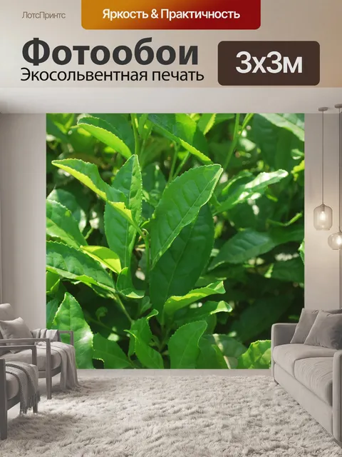 Фотообои Листья зеленого чая