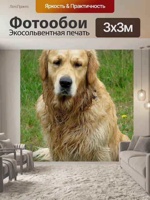 Фотообои Золотистый ретривер