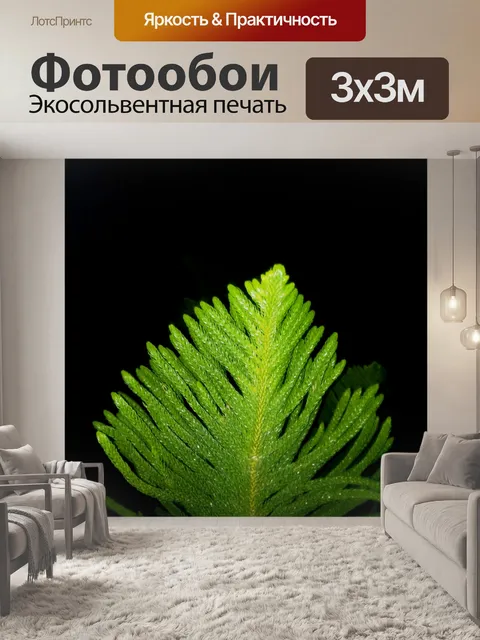Фотообои Отрасль араукарии