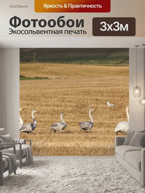 Фотообои Лебедь
