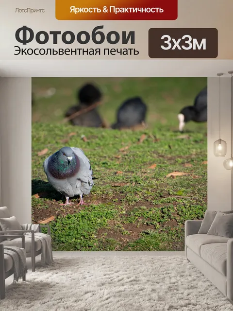 Фотообои Городской голубь, птица