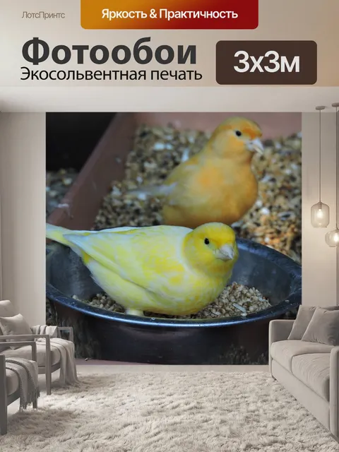 Фотообои Птица