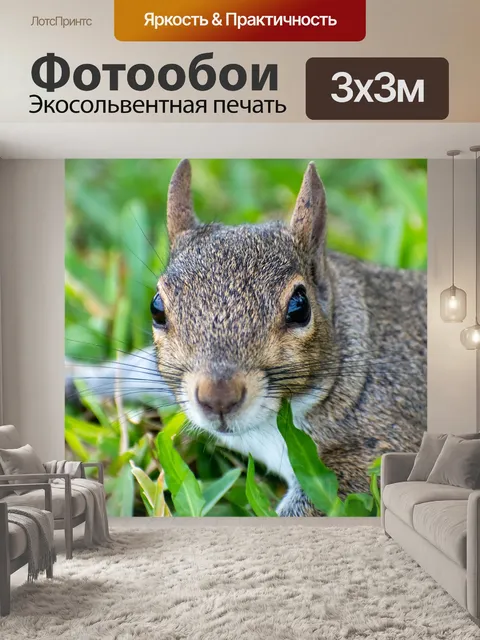 Фотообои Белка