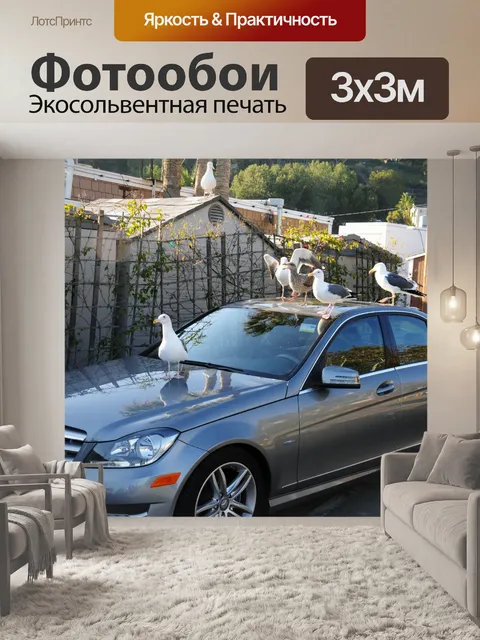 Фотообои Чайки заседание автомобилей