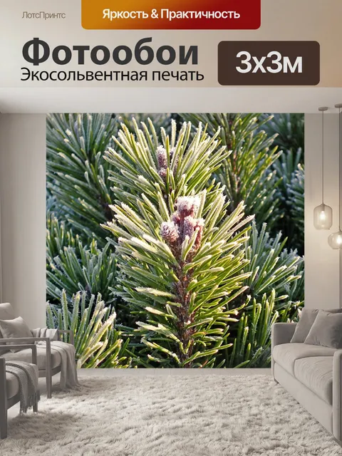 Фотообои Сосновая хвоя