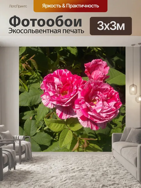 Фотообои Роза