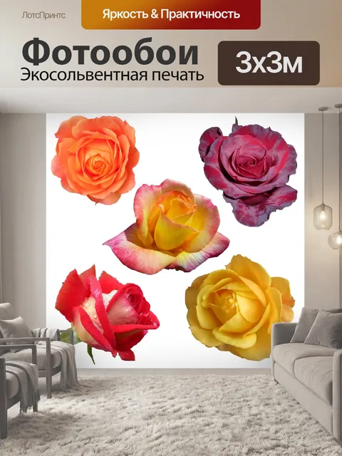 Фотообои Розы, изолированные на белом