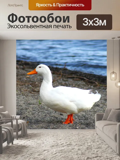Фотообои Гусь