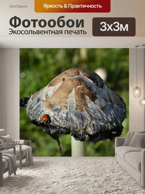 Фотообои Гриб