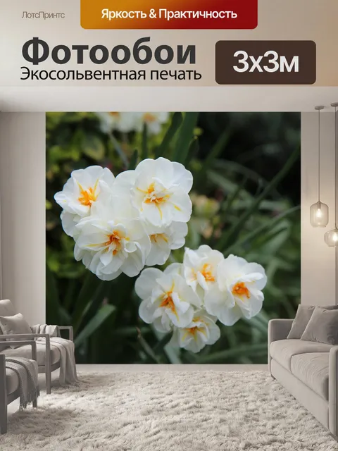 Фотообои Нарциссы