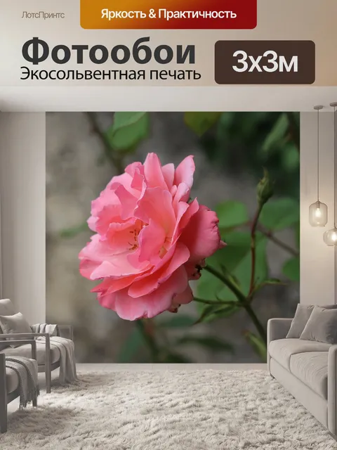Фотообои Розовая роза