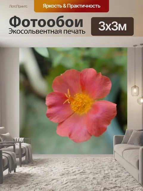 Фотообои Портулака крупноцветковая