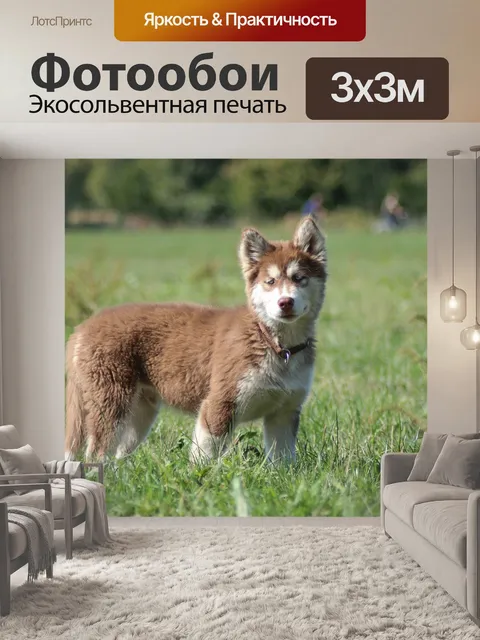 Фотообои Хаски