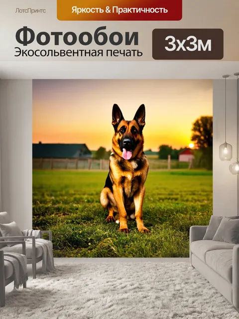 Фотообои овчарка, охраняющая ферму на закате