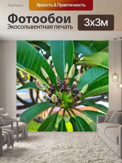Фотообои Желтые и белые бутоны франжипани