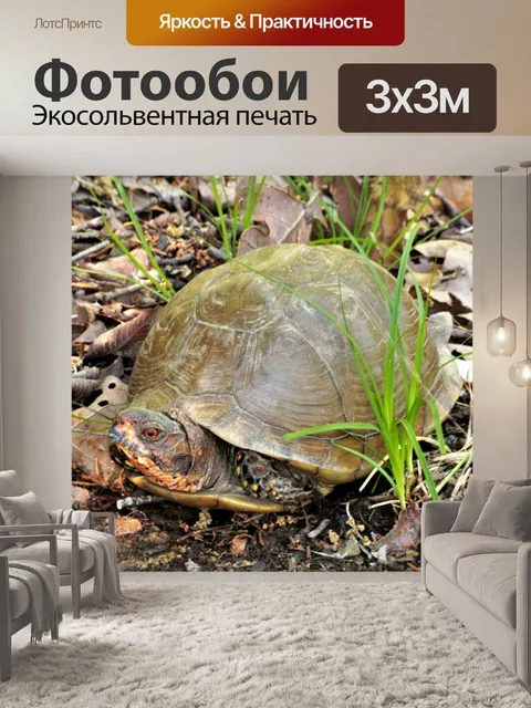 Фотообои Трехсторонний коробочный черепах крупным