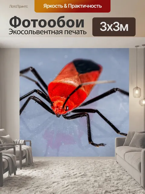 Фотообои Жук