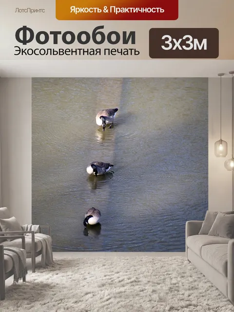 Фотообои Канадские гуси