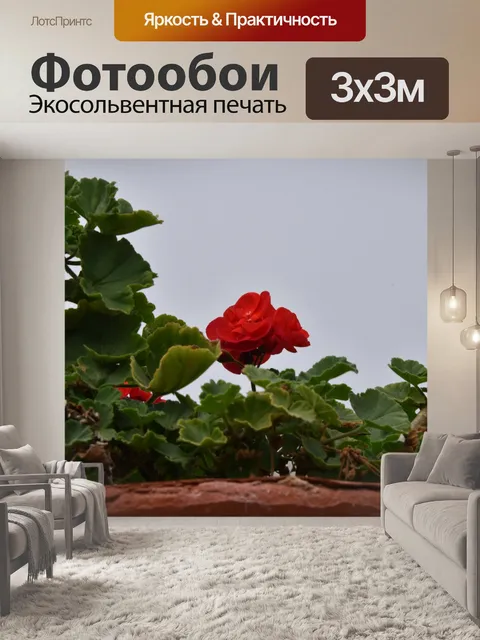Фотообои Красная герань