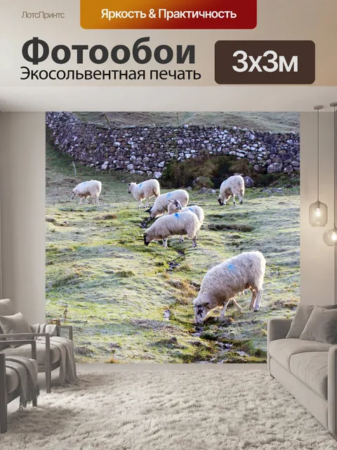 Фотообои Овец на морозное утро