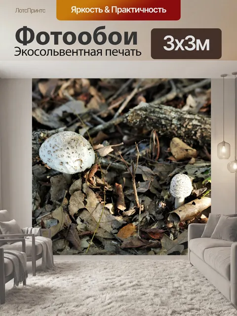 Фотообои Два белых мухомора осенью