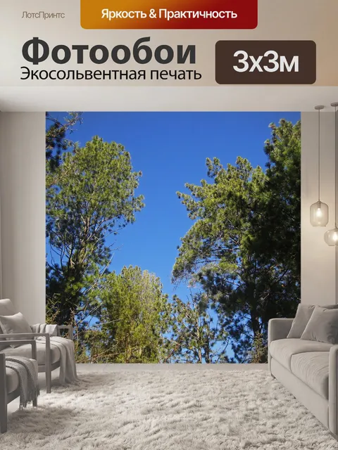 Фотообои сосны на фоне голубого неба