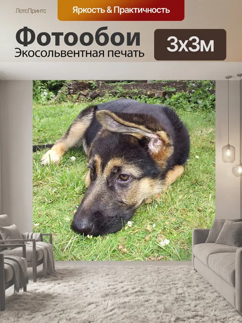 Фотообои Немецкая овчарка щенки собаки