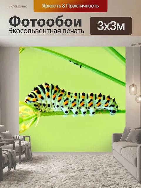 Фотообои Бабочка