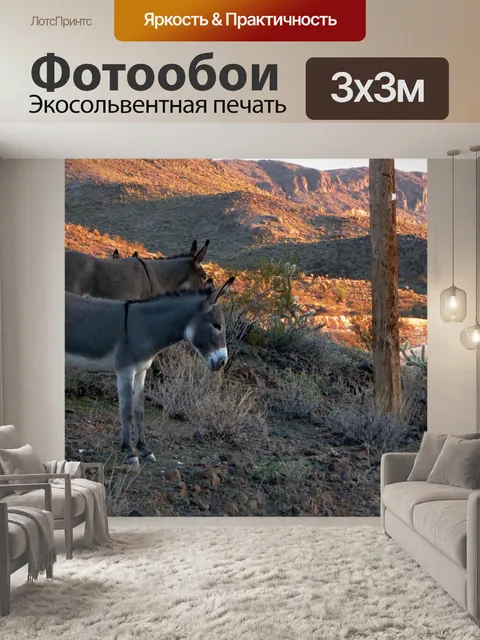 Фотообои Ослы в пустынных ландшафтов