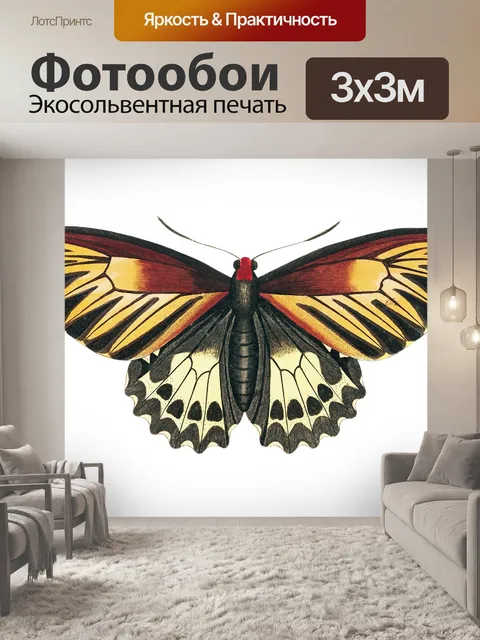 Фотообои Бабочка моли мотылек винтаж