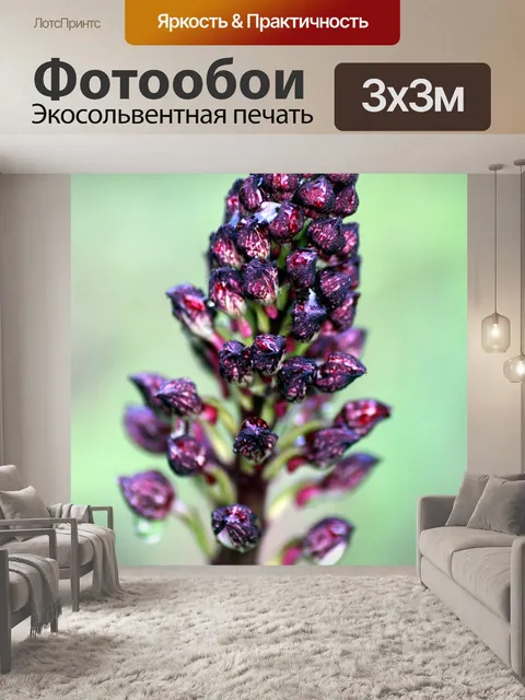 Фотообои Орхидея