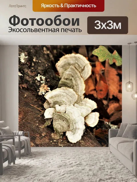 Фотообои Белые скобки Fungi осенью