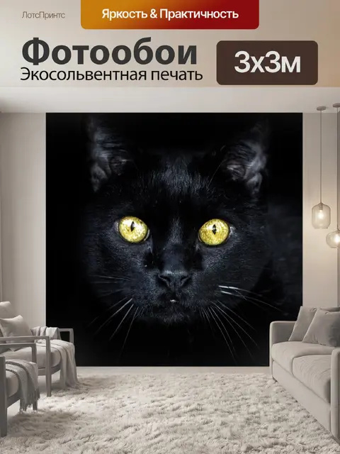 Фотообои Черный кот