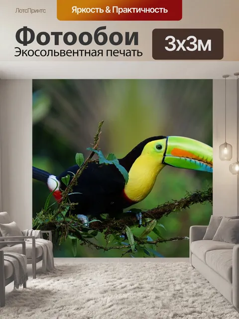 Фотообои Киль клювый тукан