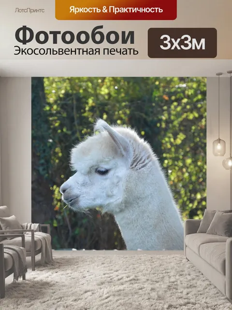 Фотообои Лама