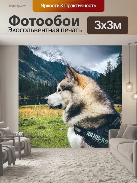 Фотообои Сибирский хаски